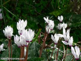 Cool flowers