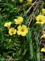 Cool yellow flowers