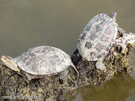 A couple of turtles!
