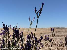 desert flowers