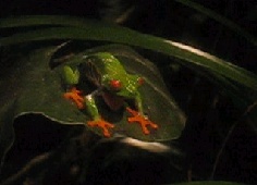 Frog Movie